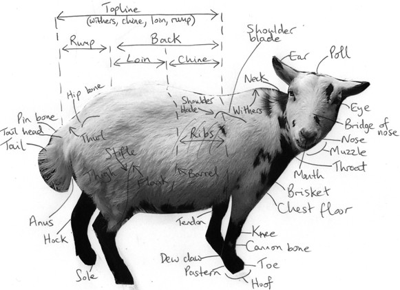 Diagram of pygmy goat