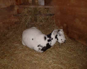 Photo: Joey sitting in front of the hayrack in the shed