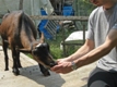Photo: Henry devouring an apple, with my help (August 2011)