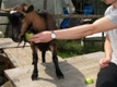 Photo: Henry devouring an apple, with my help (August 2011)
