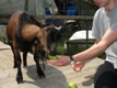 Photo: Henry devouring an apple, with my help (August 2011)