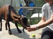 Photo: Henry devouring an apple, with my help (August 2011)
