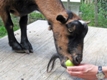 Photo: Henry devouring an apple, with my help (August 2011)