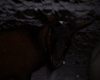 Photo: Henry on a snowy evening (January 2003)