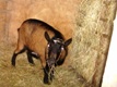 Photo: Henry in his shed (November 2010)