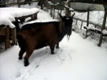 Photo: Henry in the snow (February 2012)